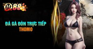 Đá gà đòn trực tiếp Thomo là gì?