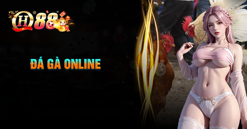 Đá gà QH88 - Trực tiếp cá cược đá gà online chính thức